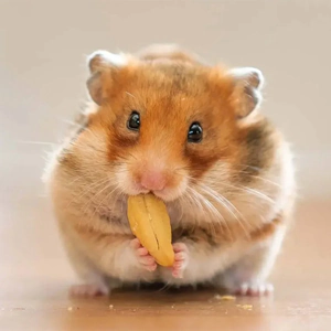 HAMSTER